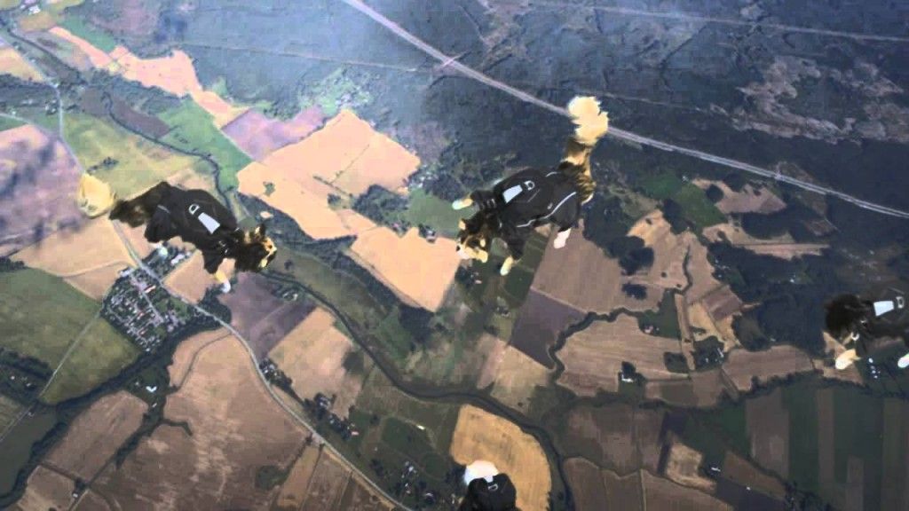Cats jumping with parachutes