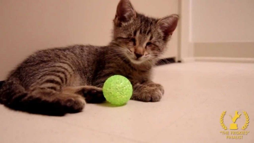 Inspiring Blind Kitty