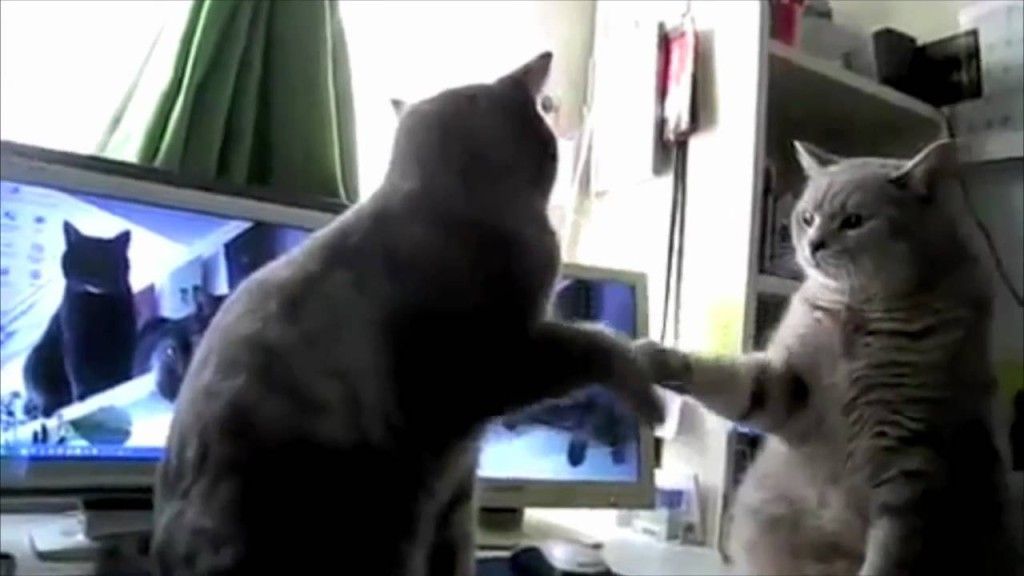 Cats Playing Patty-cake, what they were saying…