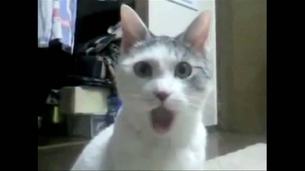 The OMG Cat