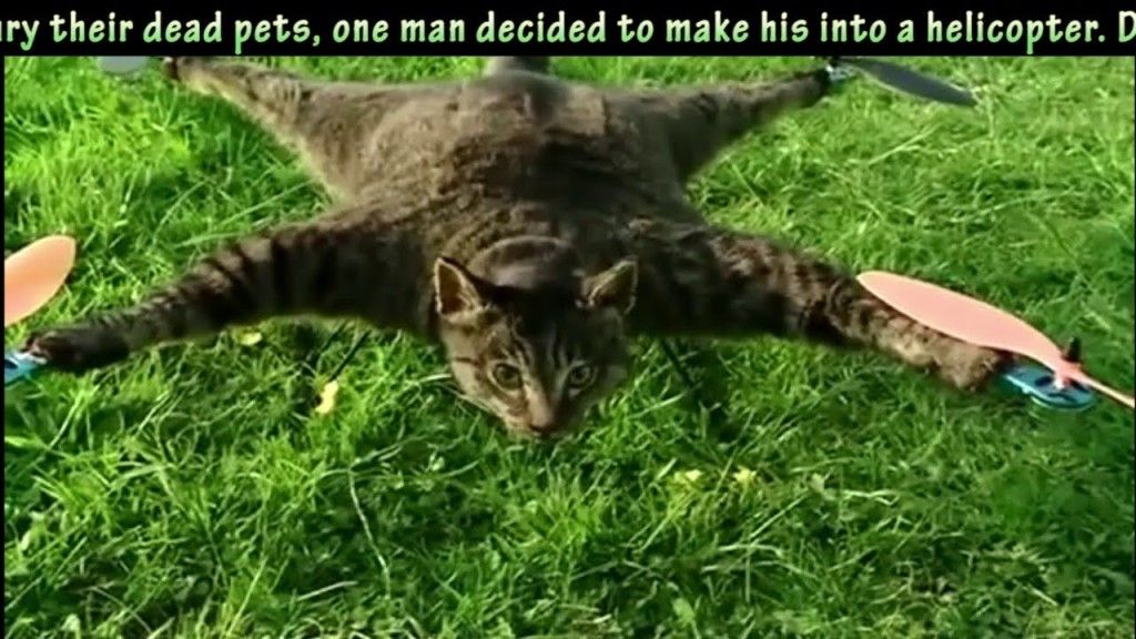 Dead Cat turned into Remote Controlled Helicopter