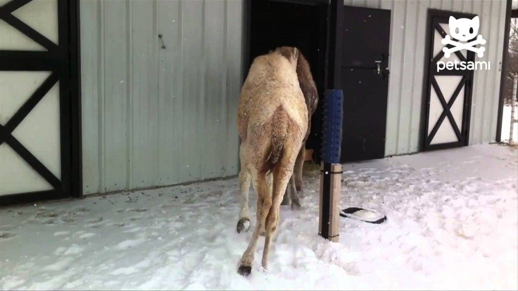 Camels slide around in the snow