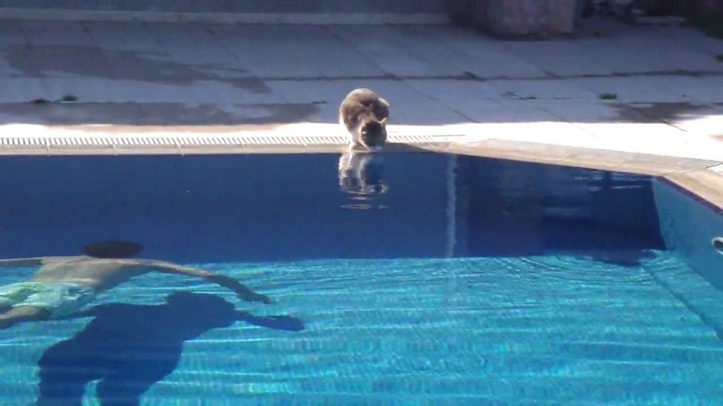 The Cat at pool made the day Epic Funny