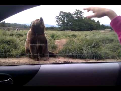 Bear say Hello Bear say Hello