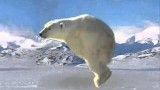 Retarded Running Polar Bear