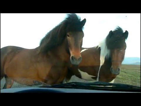 You Came To The Wrong Neighborhood, Human