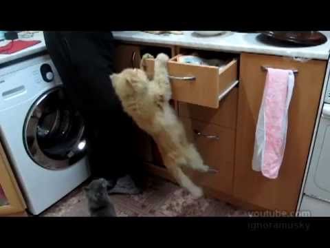 Cats fails compilation