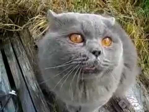 This Cat Has Something to Say