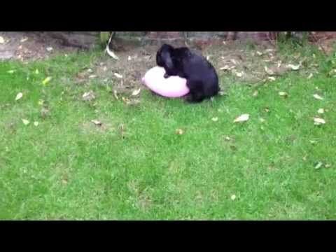 Bunny loves baloon