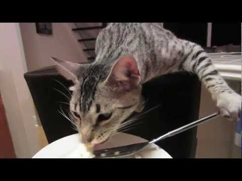 This cat eats with a fork