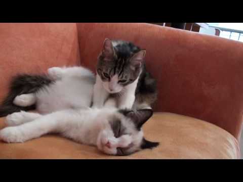 This is a cat massage