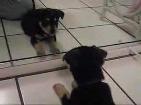 Dog vs mirror