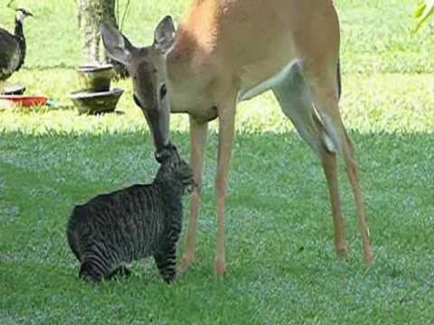 A Dear bathing a Kitty