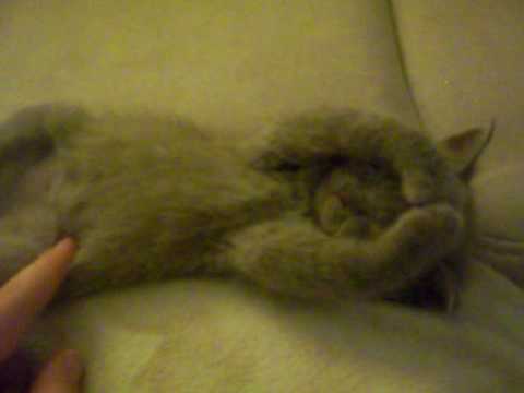 Cute dreaming kitty
