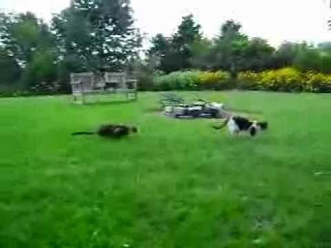 Cat on Cat Ambush