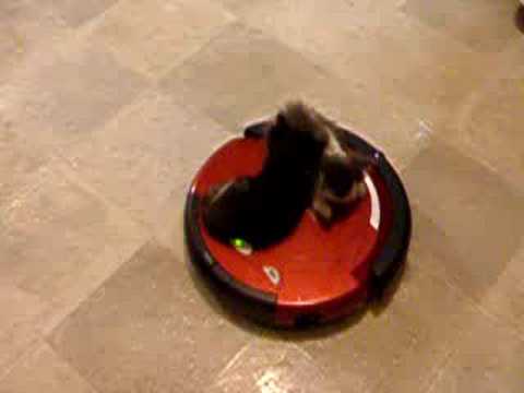 Kittens riding vacuum