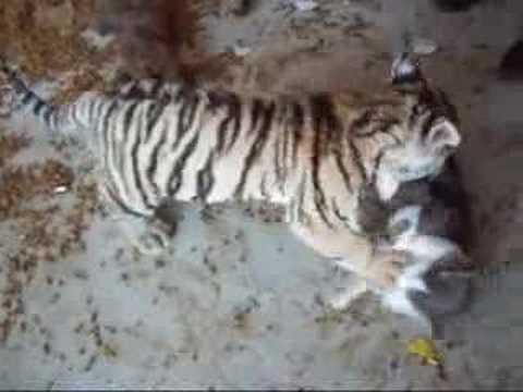 A tiger playing with a cat