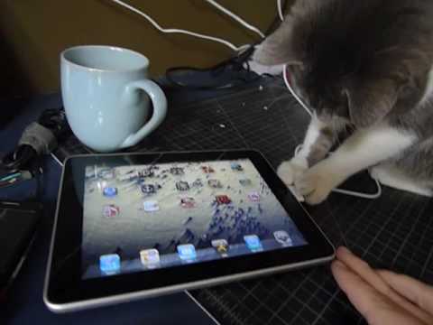 A cat and an iPad