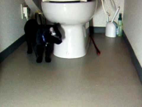 A cat around the toilet