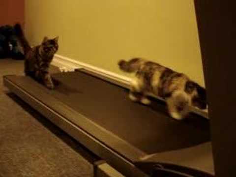 Treadmill kittens