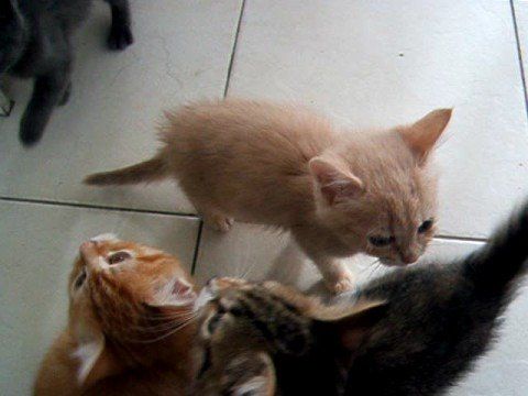 Kittens are hungry