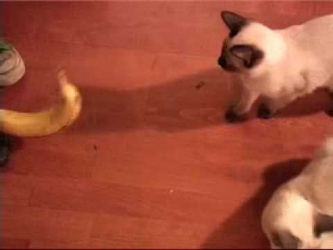 Cats vs Bananas