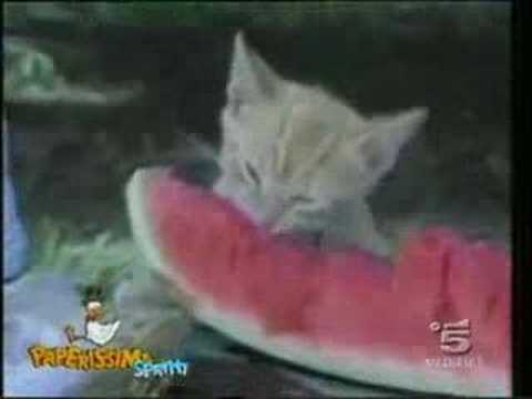 Funny cats compilation