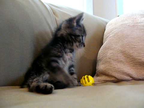 A poor kitten is hit in the head