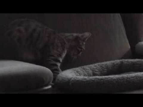 I can has bettah moter skillz ?