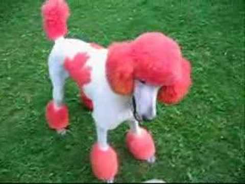 Canada Day Dog Jecht His new Hair Cut