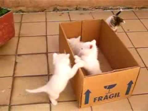 Cute kittens