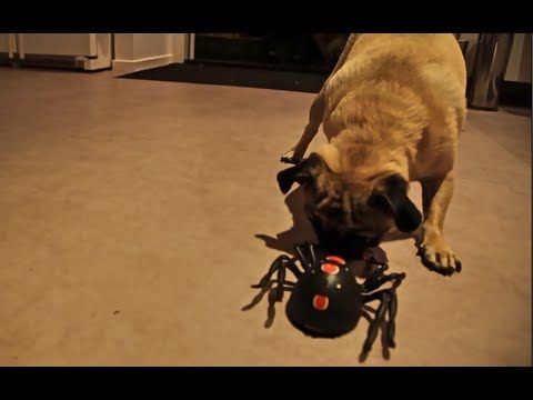 Dog vs Spider