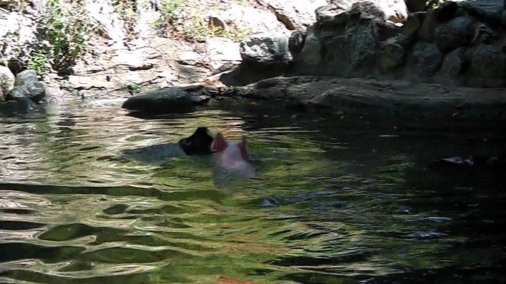A pig rescues a baby goat
