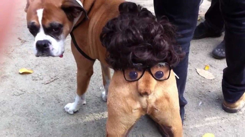 The worst dog costume ever