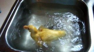 Baby duck swimming in the sink