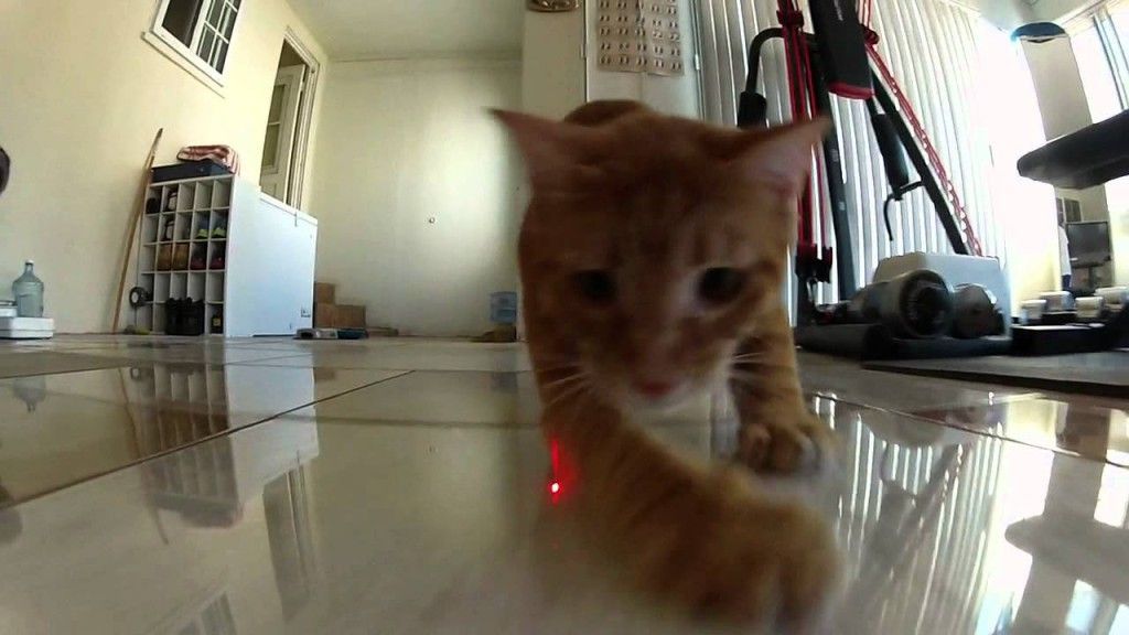 Cats vs. Laser