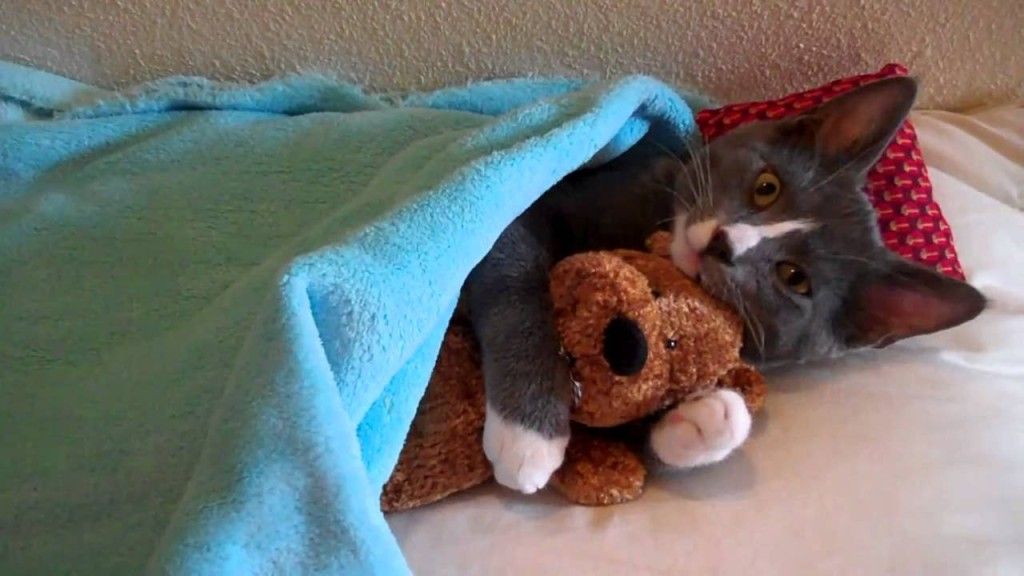 Cute Kitten Hugs His Teddy Bear