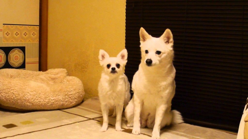 One of these dogs is a jerk