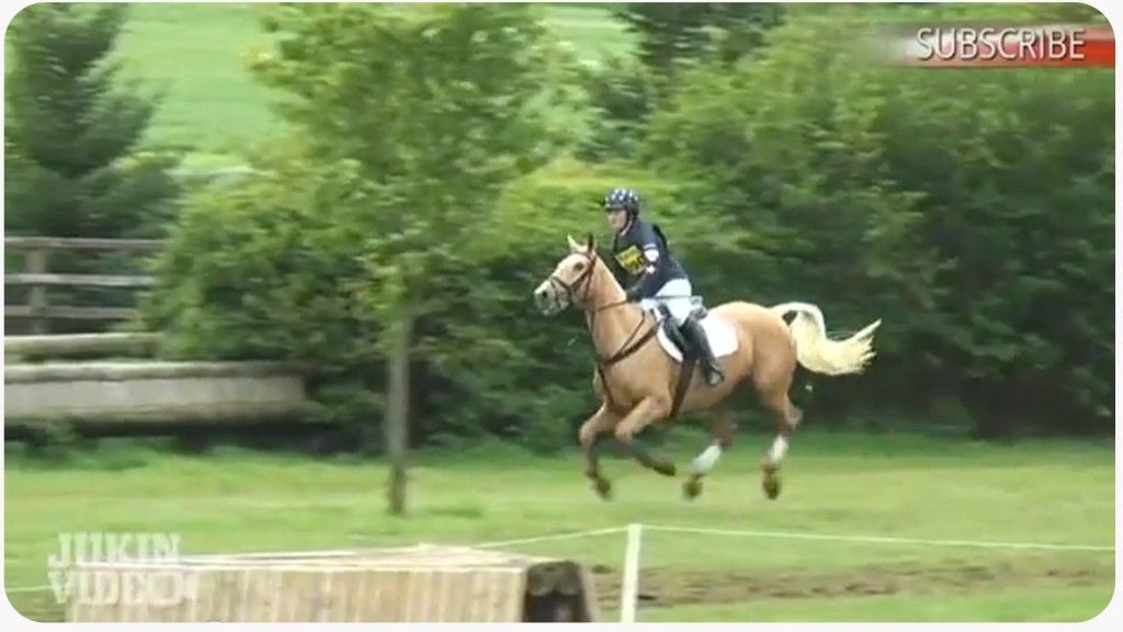 This horse doesn ‘t want anyone on his back