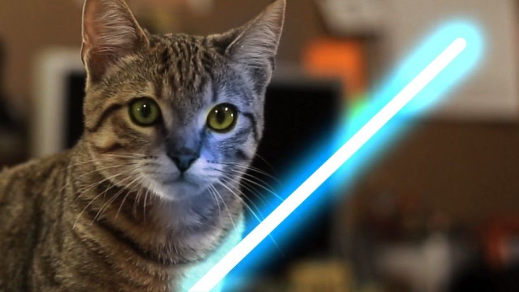 Jedi kitten with the force