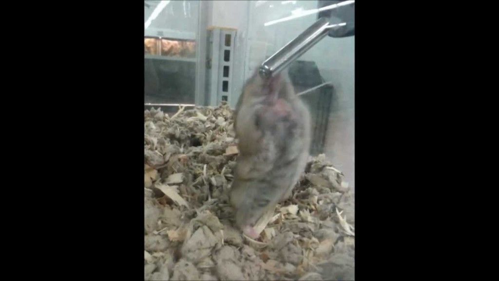 This hamster is drunk