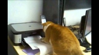 Cats and Printers Compilation HD