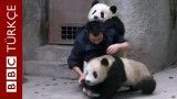 A vet tries to vaccinate 2 Baby Pandas