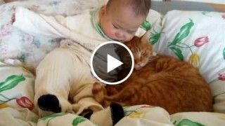 A japanese baby and a cat cudle each other